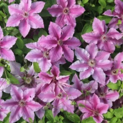 Clematis Ooh La La ('Evipo041') (PBR) (Boulevard Series) 5 Clematis Ooh La La ('Evipo041') (PBR) (Boulevard Series) -Plant Verdant Sales pl2000042535 card3 lg