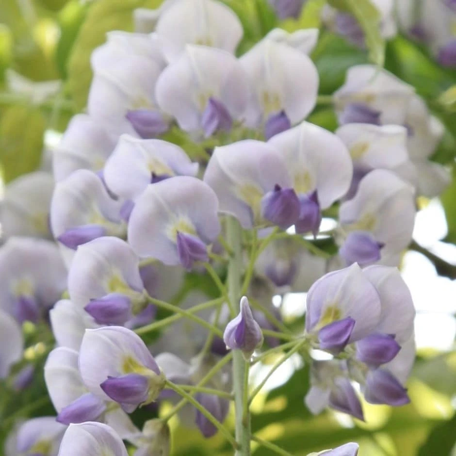 Wisteria × Valderi 'Lavender Lace' 1 Wisteria × Valderi 'Lavender Lace'
