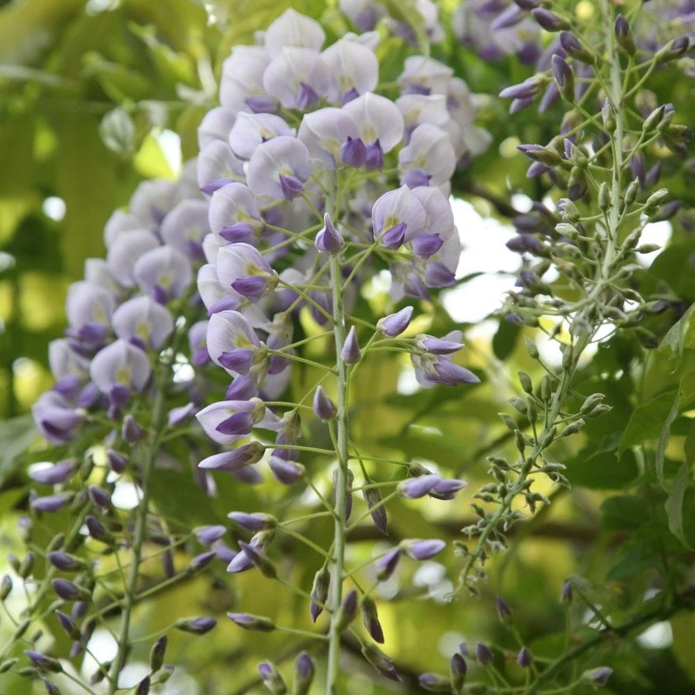 Wisteria × Valderi 'Lavender Lace' 2 Wisteria × Valderi 'Lavender Lace' - Image 2