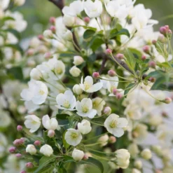 Malus Brevipes 'Wedding Bouquet'