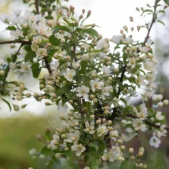 Malus Brevipes 'Wedding Bouquet' 5 Malus Brevipes 'Wedding Bouquet' -Plant Verdant Sales pl2000042632 card3 lg