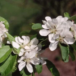 Malus × Atrosanguinea 'Gorgeous' -Plant Verdant Sales pl2000042636 card3 lg