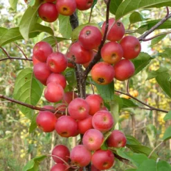 Malus × Atrosanguinea 'Gorgeous' -Plant Verdant Sales pl2000042636 card4 lg