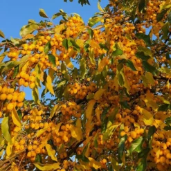 Malus 'Comtesse De Paris'