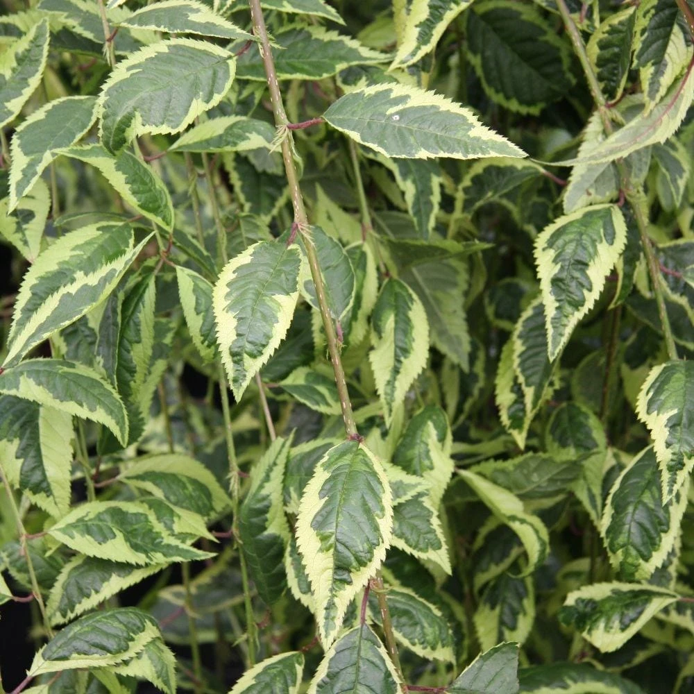 Prunus Frilly Frock ('Fpmspl') 2 Prunus Frilly Frock ('Fpmspl') - Image 2