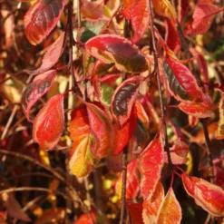 Prunus Frilly Frock ('Fpmspl') 5 Prunus Frilly Frock ('Fpmspl') -Plant Verdant Sales pl2000042650 card3 lg