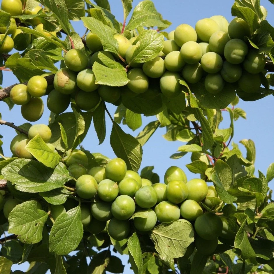 Gage 'Stella's Star' (PBR) 1 Gage 'Stella's Star' (PBR)