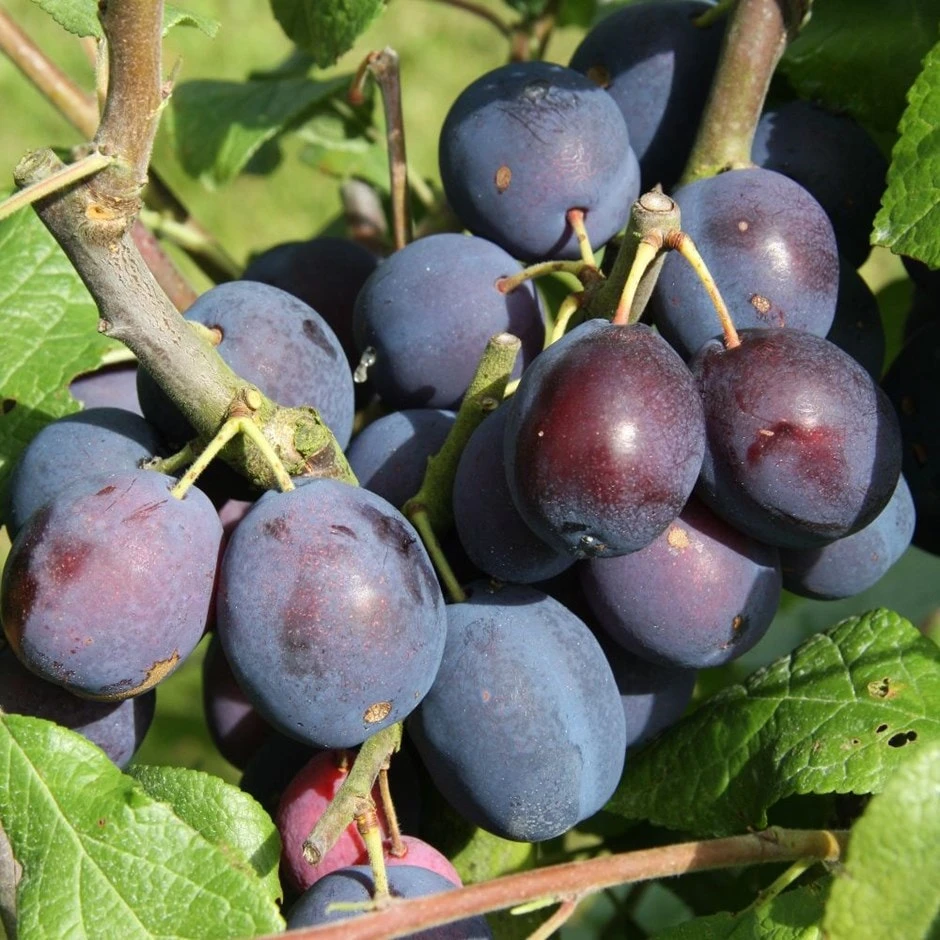 Damson 'Merryweather Damson' 1 Damson 'Merryweather Damson'