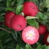 Apple 'Rossete'