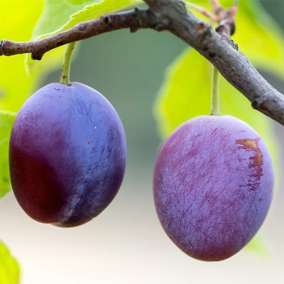 Greengage 'Reine-Claude Violette' 1 Greengage 'Reine-Claude Violette'