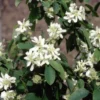 Amelanchier Alnifolia 'Obelisk' (PBR)