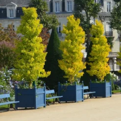 Ginkgo Biloba 'Fastigiata Blagon' 6 Ginkgo Biloba 'Fastigiata Blagon' -Plant Verdant Sales pl2000043519 card3 lg