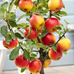 Apple 'Elstar' -Plant Verdant Sales pl2000045278 card3 lg