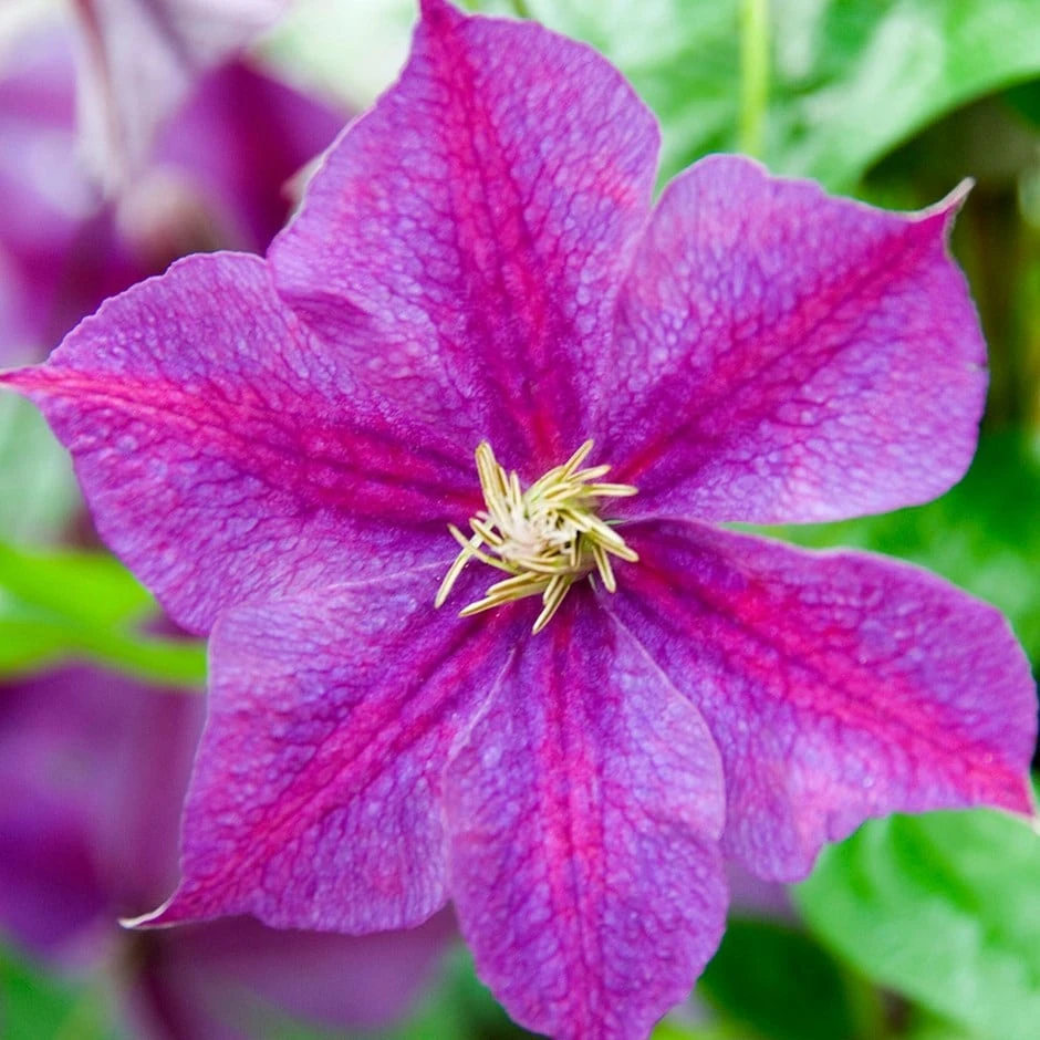 Clematis 'Star Of India' 1 Clematis 'Star Of India'
