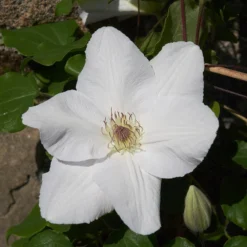 Clematis 'Guernsey Flute' -Plant Verdant Sales pl2000046367 card5 lg