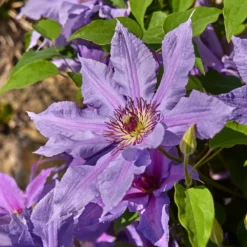Clematis Tumaini ('Evigsy151') (PBR) -Plant Verdant Sales pl2000046633 card3 lg