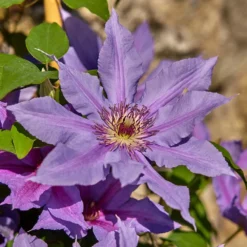 Clematis Tumaini ('Evigsy151') (PBR) -Plant Verdant Sales pl2000046633 card4 lg