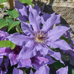 Clematis Tumaini ('Evigsy151') (PBR) -Plant Verdant Sales pl2000046633 card5 lg