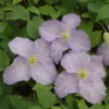 Clematis 'Forget-me-not'