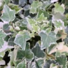 Hedera Helix 'Clotted Cream'