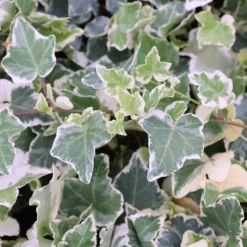 Hedera Helix 'Clotted Cream'