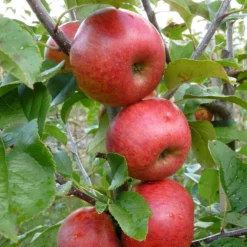 Apple 'Pixie' -Plant Verdant Sales pl2000047573 card3 lg