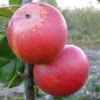Apple 'Queen Cox'