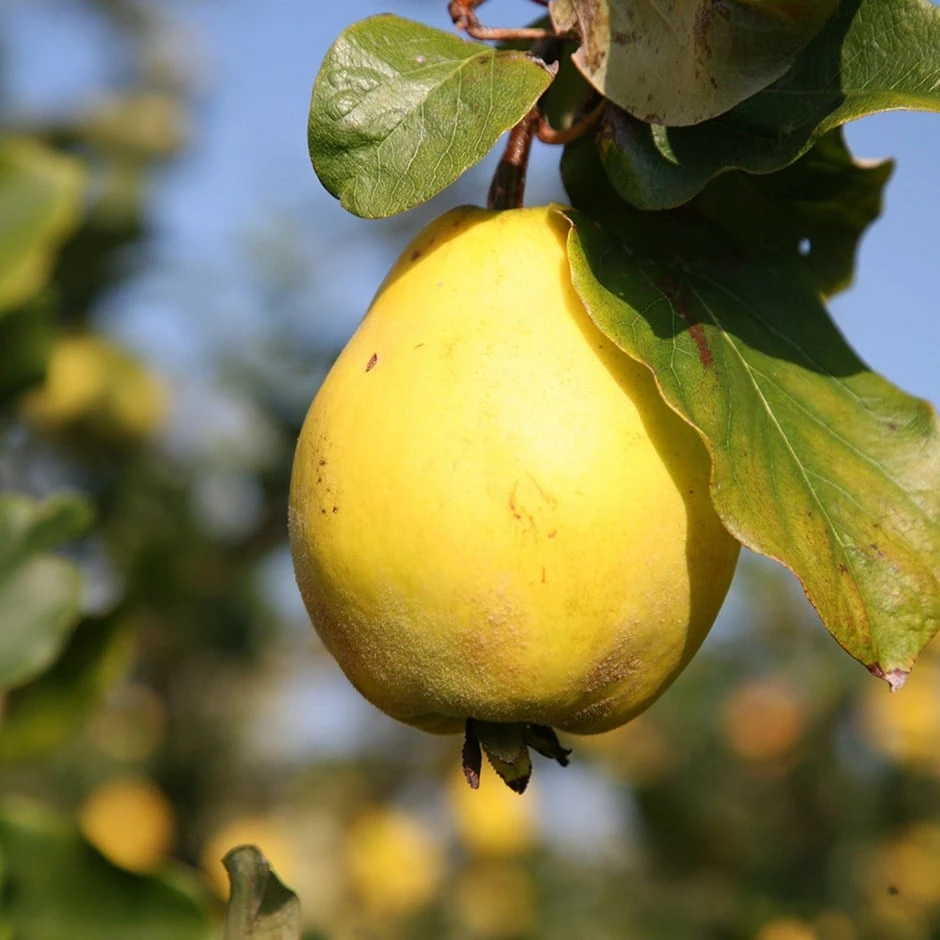 Quince 'Champion' 1 Quince 'Champion'
