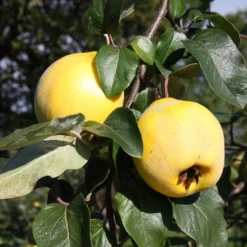 Quince 'Portugal'