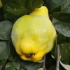 Quince 'Meech's Prolific'