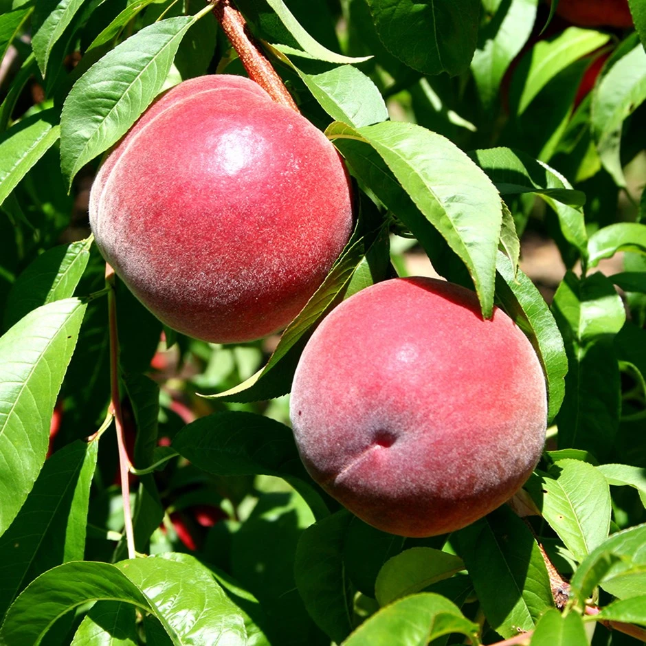 Peach 'Redhaven' 1 Peach 'Redhaven'