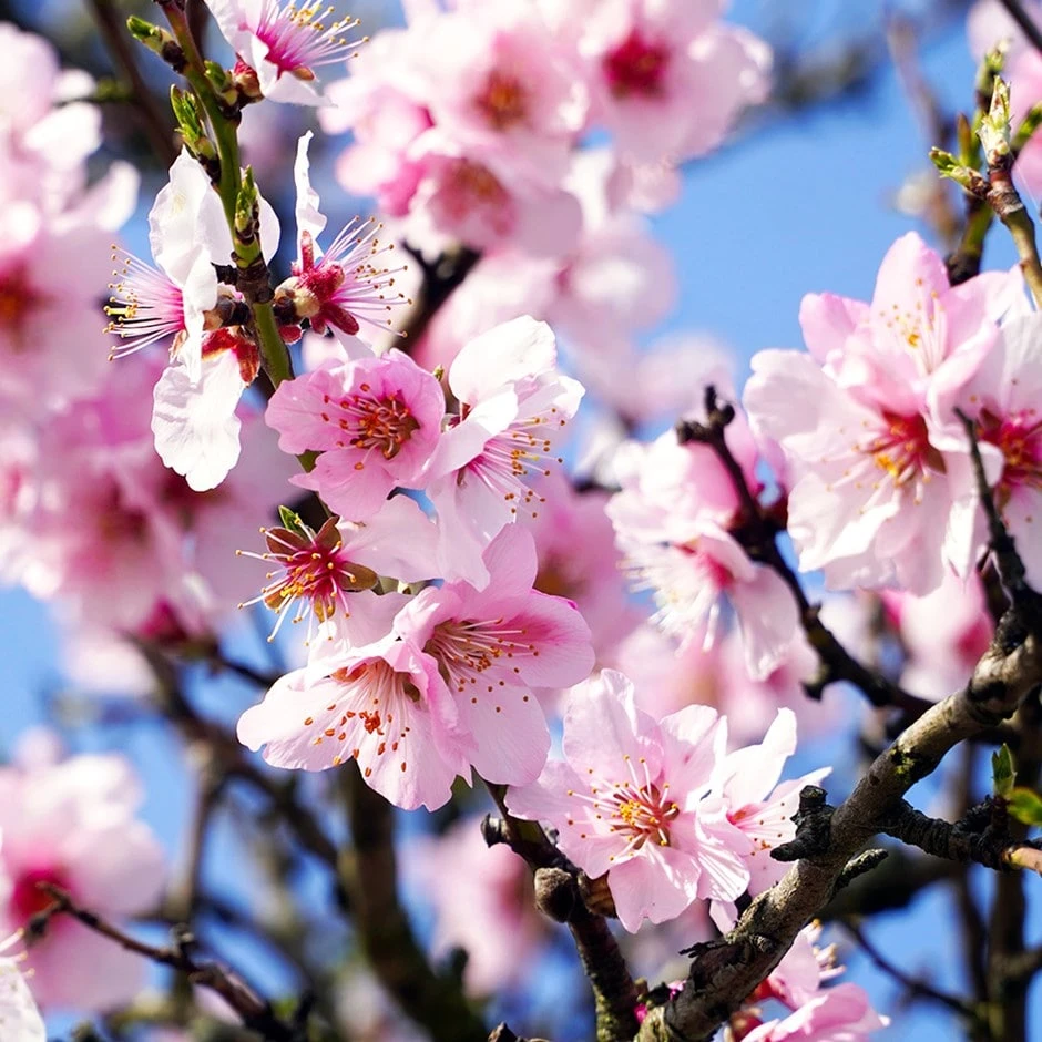 Almond 'Princess' 1 Almond 'Princess'