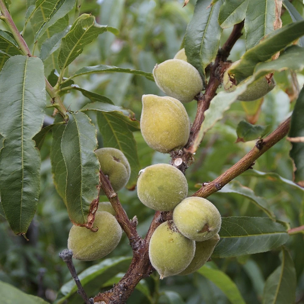 Almond 'Princess' 2 Almond 'Princess' - Image 2