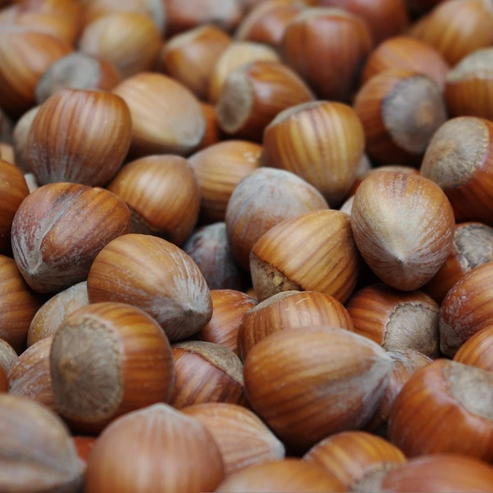 Cobnut 'Hall's Giant' 2 Cobnut 'Hall's Giant' - Image 2