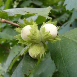Cobnut 'Pearson's Prolific'