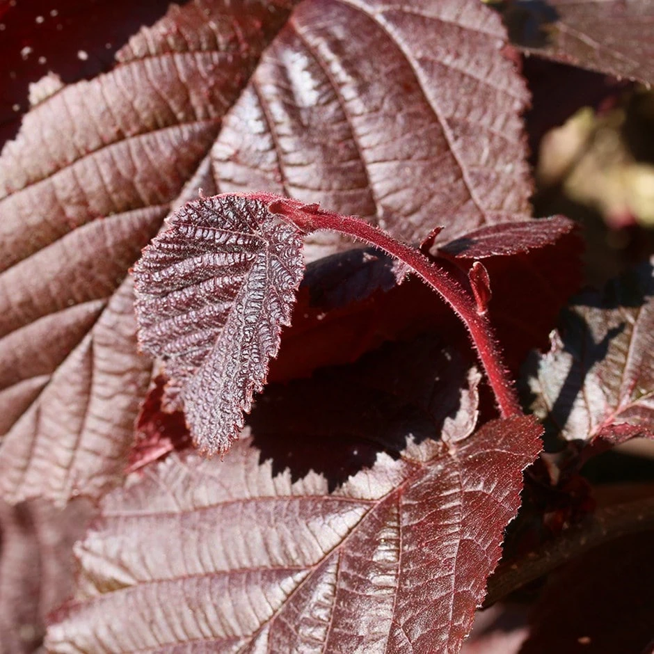 Cobnut 'Purple Filbert' 1 Cobnut 'Purple Filbert'