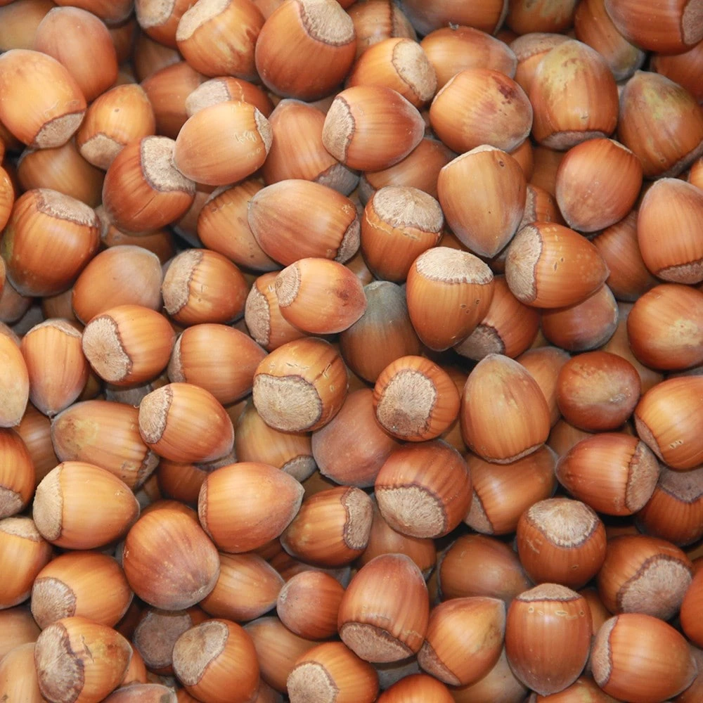 Cobnut 'Purple Filbert' 2 Cobnut 'Purple Filbert' - Image 2