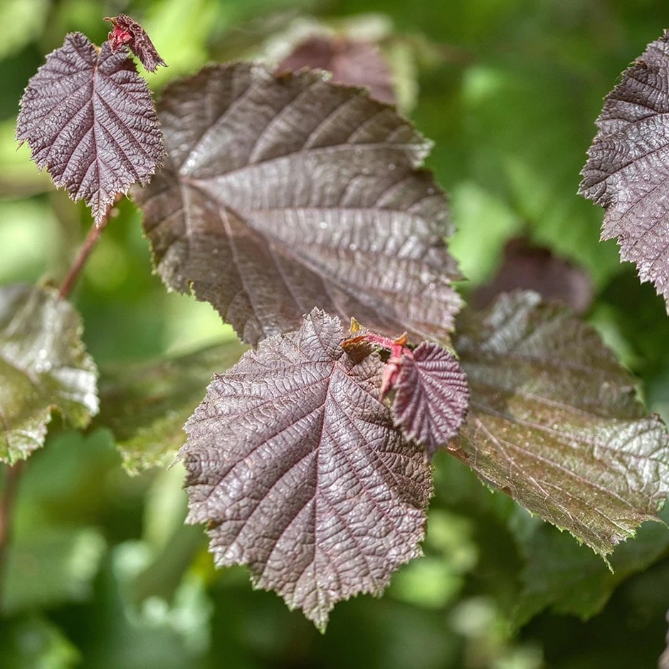 Cobnut 'Rote Zellernuss' 1 Cobnut 'Rote Zellernuss'