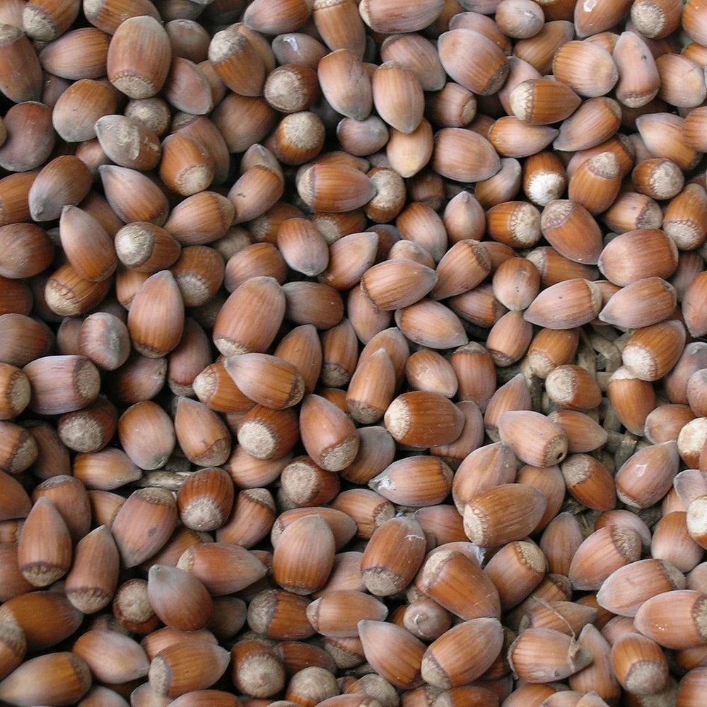 Cobnut 'Rote Zellernuss' 2 Cobnut 'Rote Zellernuss' - Image 2