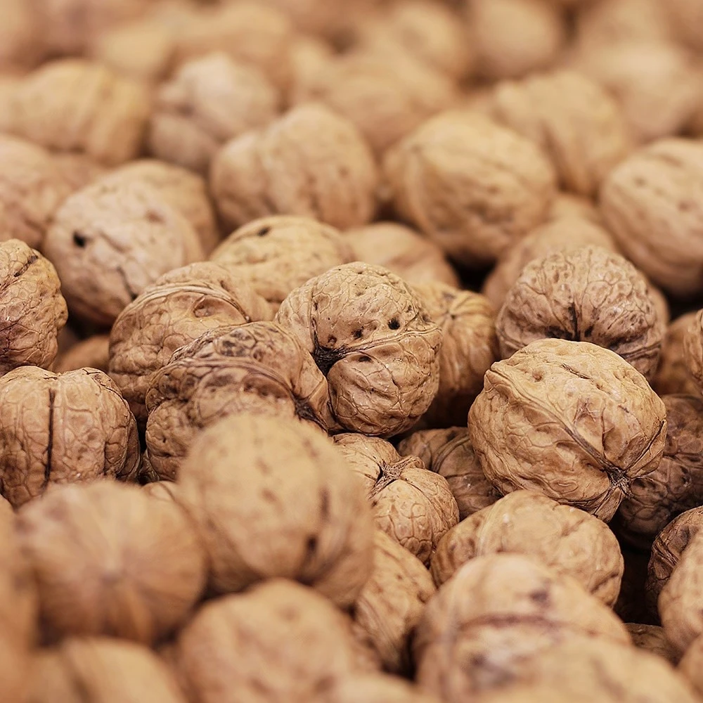 Walnut 'Buccaneer' 2 Walnut 'Buccaneer' - Image 2