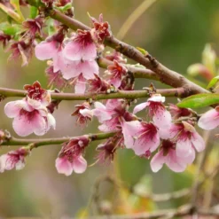 Prunus Pendula 'Pendula Rubra'