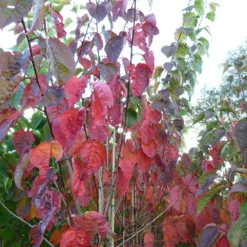 Prunus Sargentii 'Charles Sargent' -Plant Verdant Sales pl2000047748 card3 lg