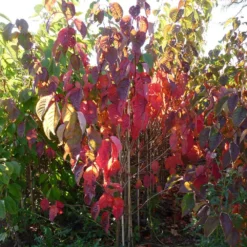 Prunus Sargentii 'Charles Sargent' -Plant Verdant Sales pl2000047748 card4 lg