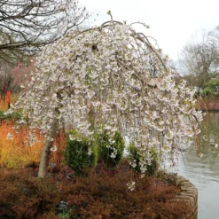 Prunus × Yedoensis 'Shidare-Yoshino'