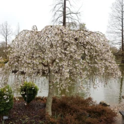 Prunus × Yedoensis 'Shidare-Yoshino' -Plant Verdant Sales pl2000047763 card3 lg