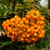 Sorbus 'Apricot Queen'