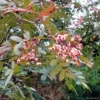 Sorbus Discolor