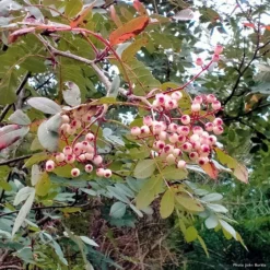 Sorbus Discolor