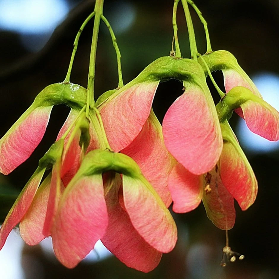Acer Tataricum Hot Wings ('GarAnn') 1 Acer Tataricum Hot Wings ('GarAnn')