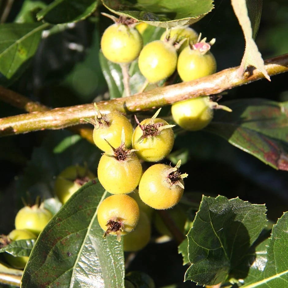 Crataegus × Lavallei 'Carrierei' 1 Crataegus × Lavallei 'Carrierei'